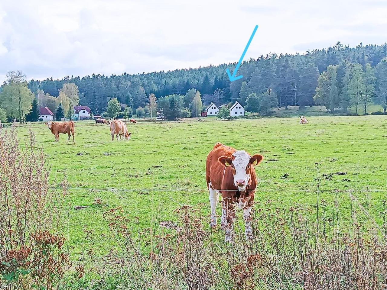 Klidna Lokalita Na Kraji Lesa, Cely Dum S Uschovnu Kol Villa Nová Bystřice Dış mekan fotoğraf