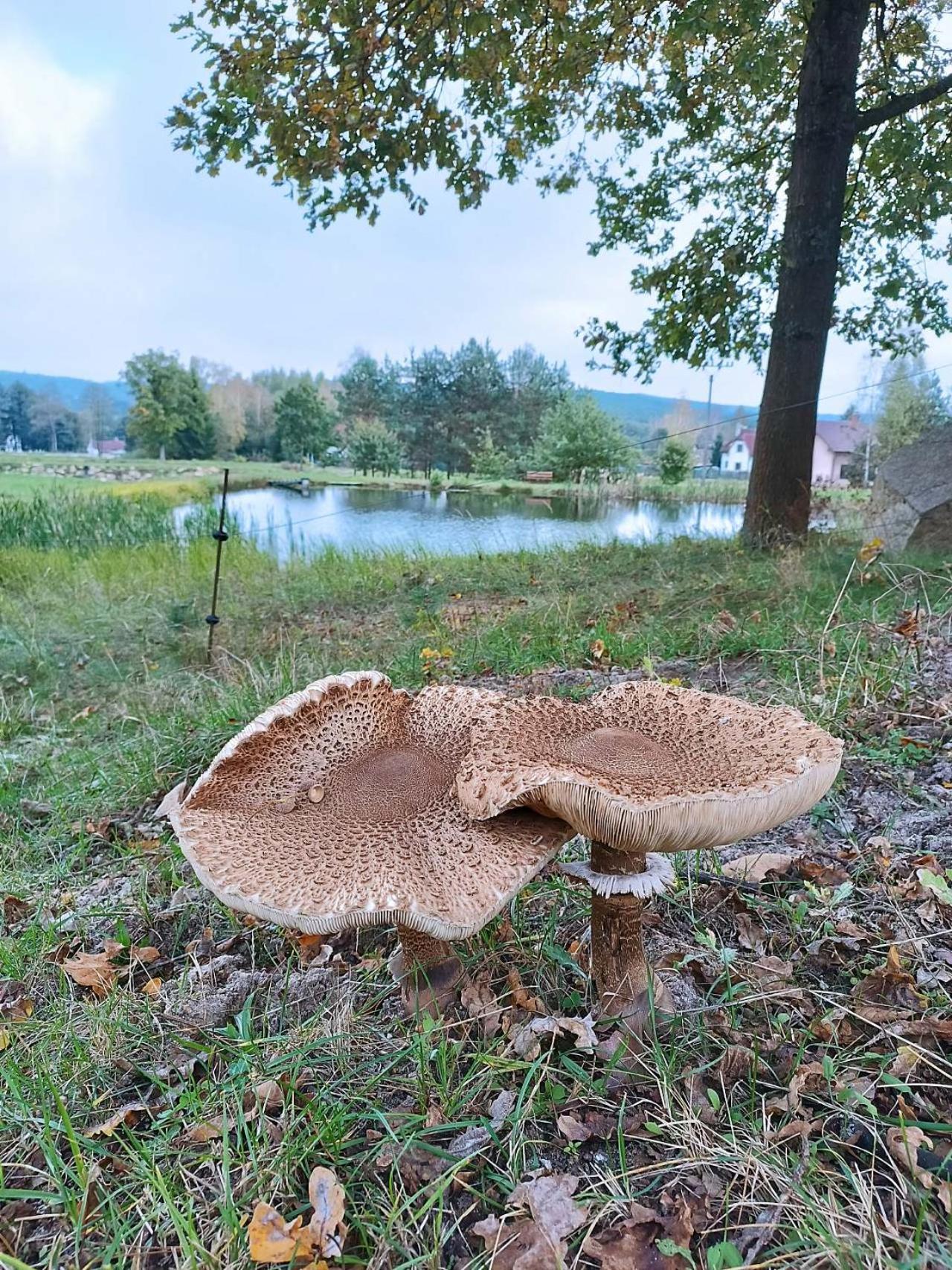Klidna Lokalita Na Kraji Lesa, Cely Dum S Uschovnu Kol Villa Nová Bystřice Dış mekan fotoğraf