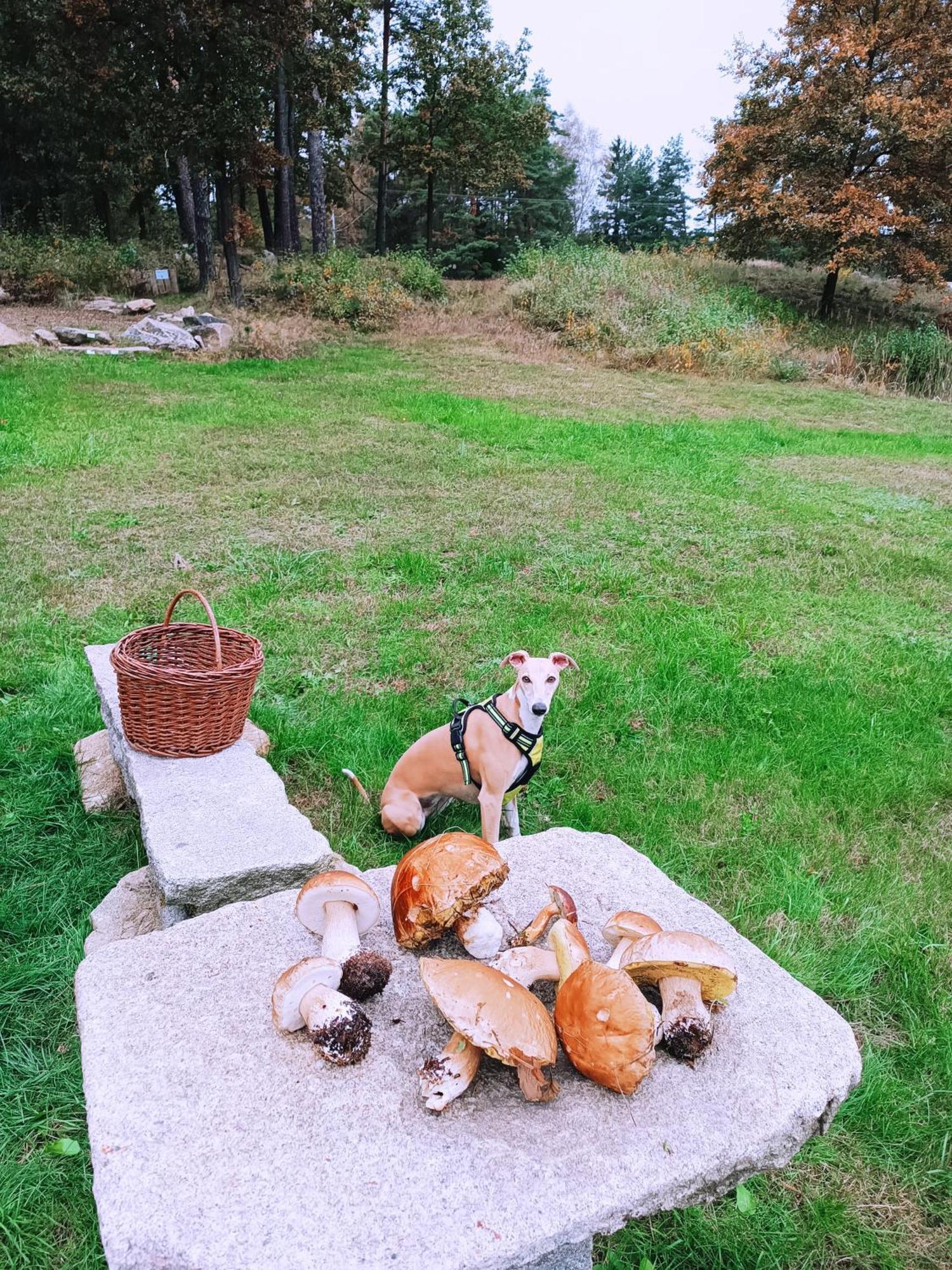 Klidna Lokalita Na Kraji Lesa, Cely Dum S Uschovnu Kol Villa Nová Bystřice Dış mekan fotoğraf